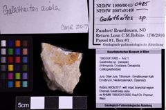 Foto (Objekt + Etiketten) von Galatheites sp. (NHMW-GEO-1990-0041-0485)